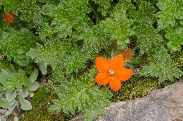 Planta Caiophora rosulata en flor en el Parque Nacional Lauca . — Foto de Stock