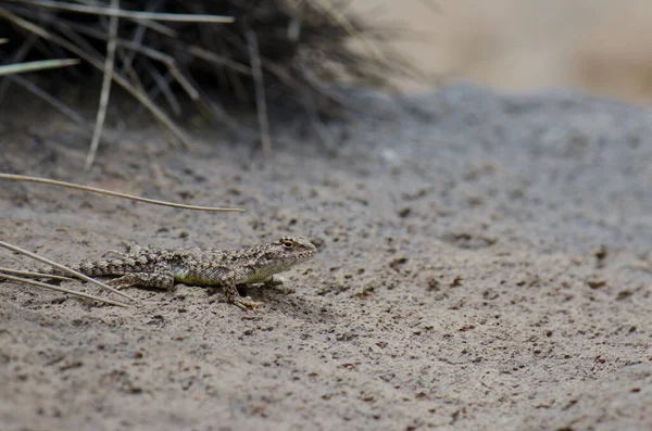 Ігуанський ящірка Liolaemus sp. у національному парку Лока.. — стокове фото