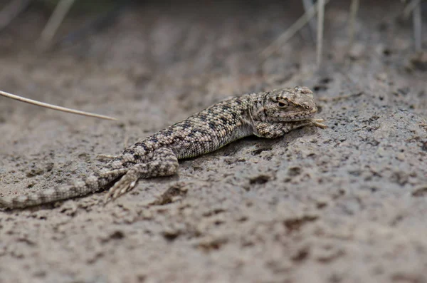 Ігуанський ящірка Liolaemus sp. у національному парку Лока.. — стокове фото
