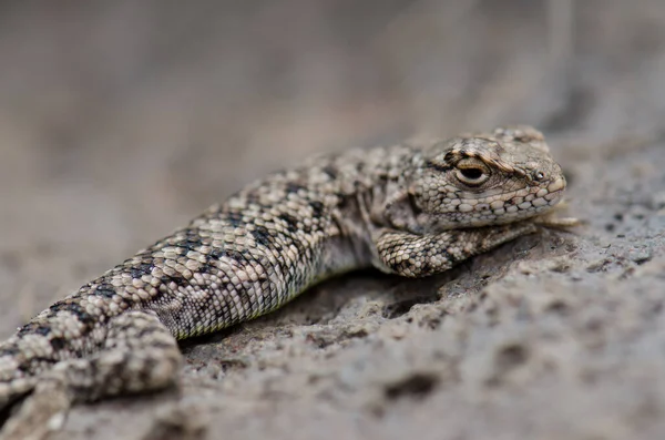 Iguanian lizard Liolaemus sp. in Lauca National Park. — Stock Photo, Image