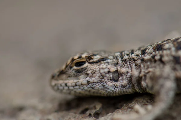 Eidechse Liolaemus sp. im Nationalpark Lauca. — Stockfoto