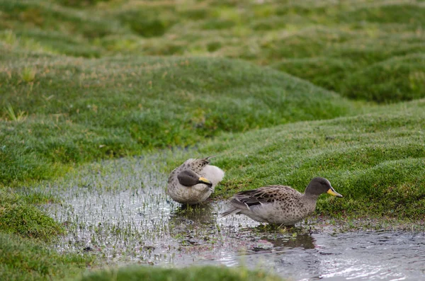 Alado afiado teals Anas flavirostris oxyptera em uma lagoa . — Fotografia de Stock