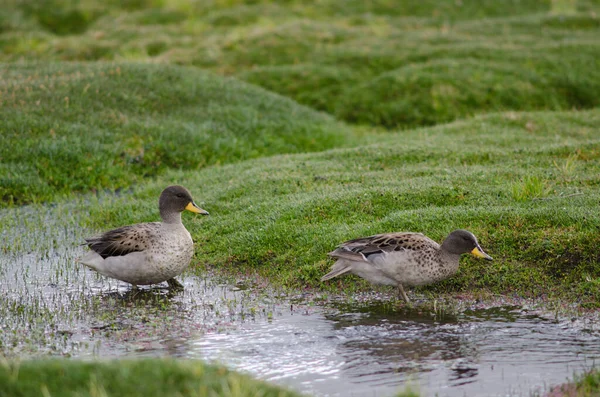 Ostry skrzydlaty teals Anas flavirostris oxyptera na stawie. — Zdjęcie stockowe