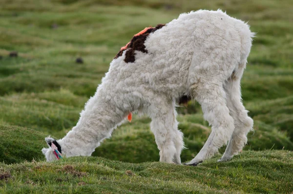 Alpaca Vicugna pacos pastando em um prado . — Fotografia de Stock