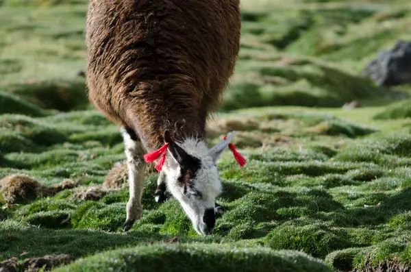 Alpaca Vicugna pacos pastando em um prado . — Fotografia de Stock