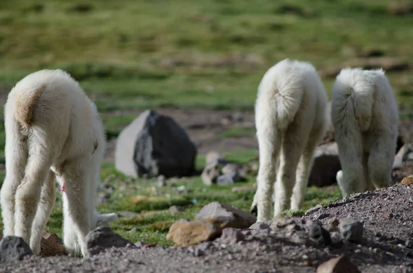 Bakåt bild av unga alpacas Vicugna pacos bete. — Stockfoto