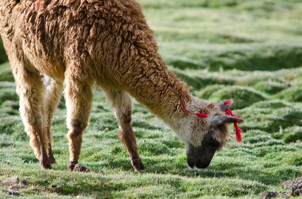 Alpaca Vicugna pacos pastando em um prado . — Fotografia de Stock