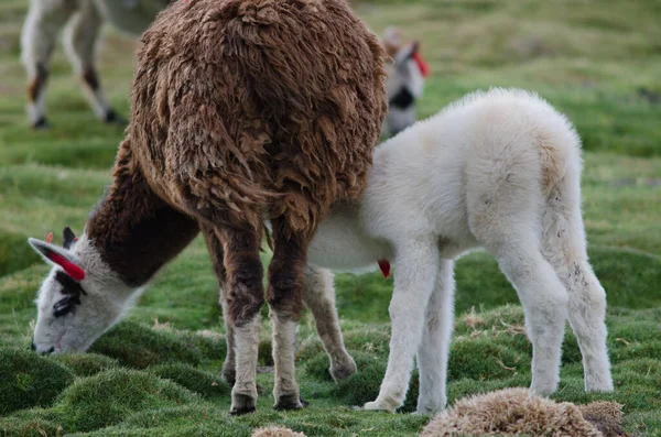 Bebê alpaca Vicugna pacos sucção de sua mãe . — Fotografia de Stock