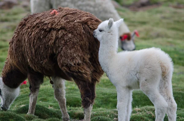 Bebê alpaca Vicugna pacos com sua mãe . — Fotografia de Stock