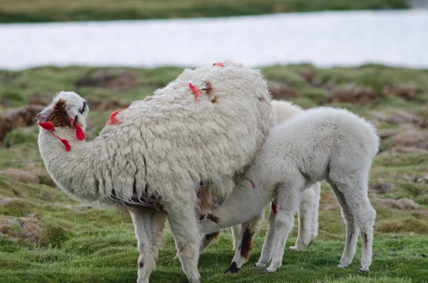 Bebê alpaca Vicugna pacos sucção de sua mãe . — Fotografia de Stock