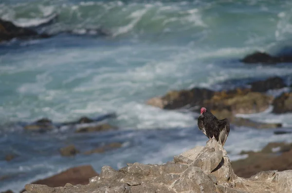 Turquia abutre Cathartes aura banhos de sol em uma rocha . — Fotografia de Stock