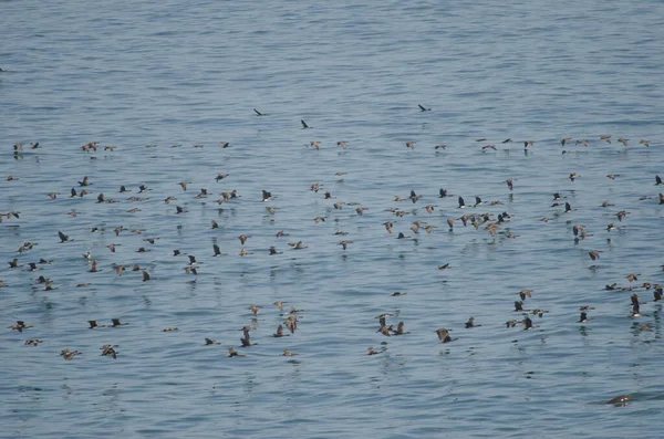 Cormoranes de Guanay en vuelo sobre el Océano Pacífico . — Foto de Stock