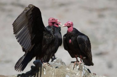 Türk akbabası Cathartes bir kayanın üzerinde aura yapıyor.