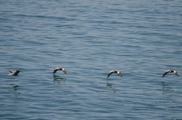 Pelicanos peruanos em voo sobre o Oceano Pacífico . — Fotografia de Stock