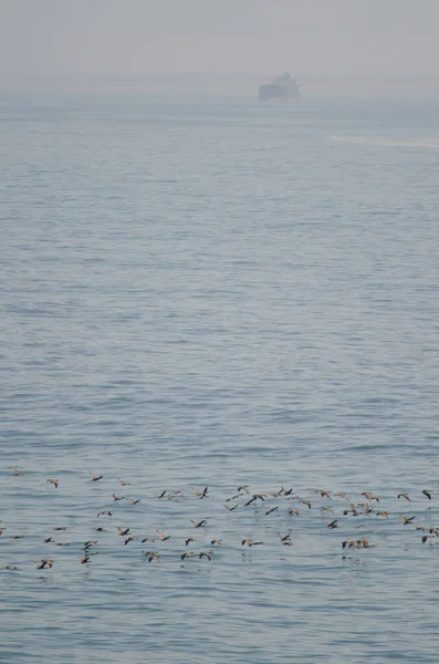 Cormoranes de Guanay en vuelo y barco al fondo . — Foto de Stock