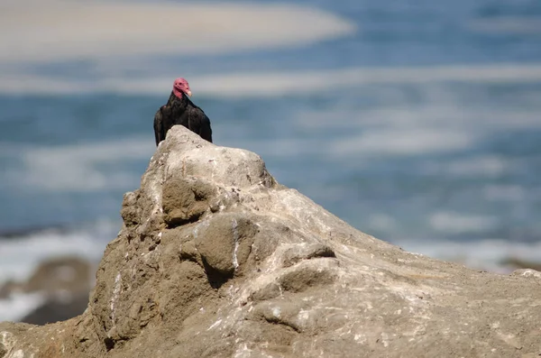 Buitre de pavo Cathartes aura sobre una roca . — Foto de Stock