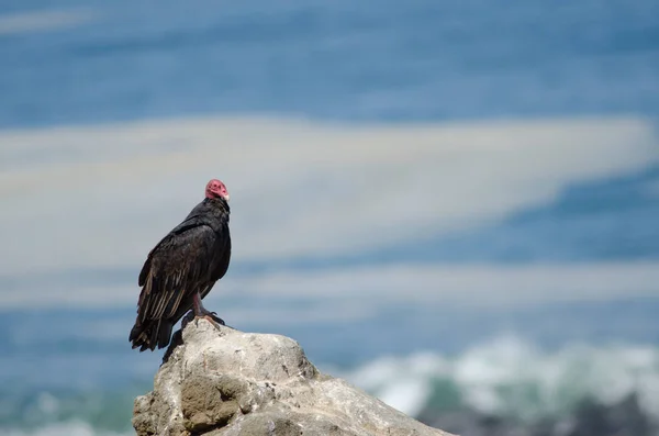 Vautour dinde Cathartes aura sur un rocher . — Photo