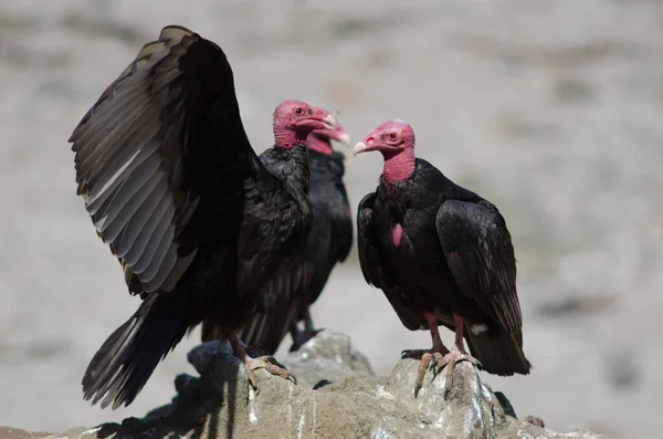 Türk akbabası Cathartes bir kayanın üzerinde aura yapıyor.
