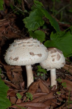 Şemsiyeli Shaggy Chlorophyllum rhacode Mencafete 'nin Doğal Rezervinde.