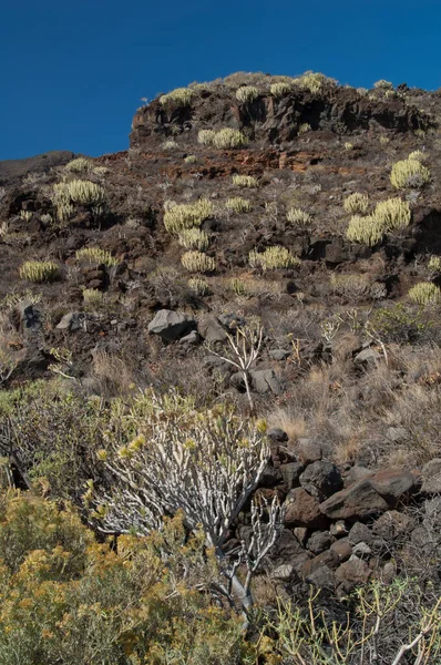 Timijiraque Protected Landscape in the municipality of Valverde. — Stock Photo, Image