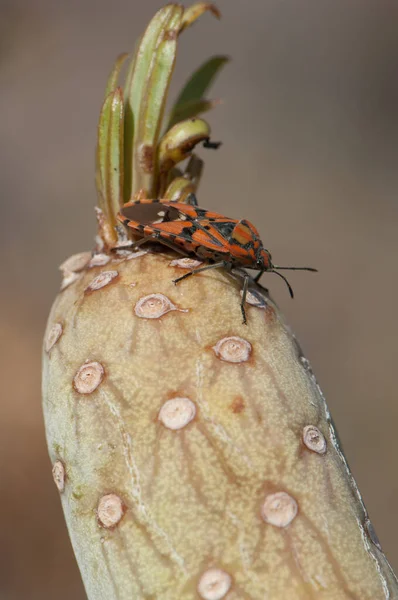 Жук насіння Spilostethus pandurus на рослині Senecio kleinia. — стокове фото