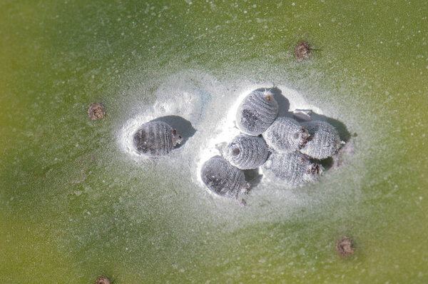 Females cochineal on a pad of barbary fig.