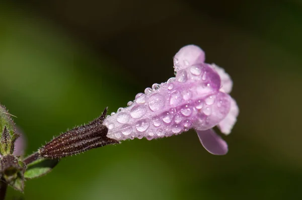 Blume von Salbei bedeckt mit Tautropfen. — Stockfoto