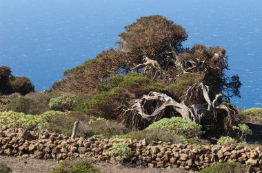 Juniperus türbinata canariensis rüzgar tarafından bükülmüş.