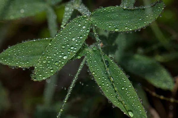 Hojas cubiertas de gotas de rocío en la Reserva Natural Integral de Mencafete . — Foto de Stock