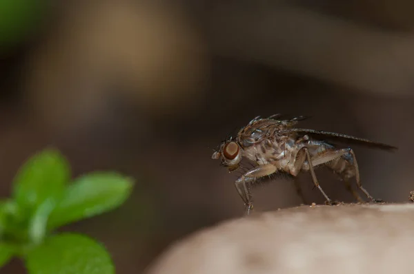 Fly Suillia setitarsis w integralnym rezerwacie przyrody Mencafete. — Zdjęcie stockowe