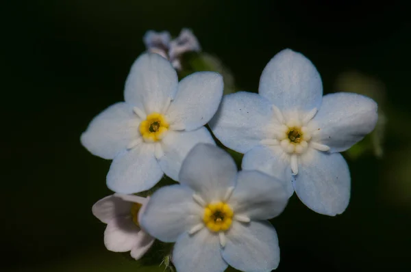 Flores de hoja ancha no me olvides en la Reserva Natural Integral de Mencafete . — Foto de Stock