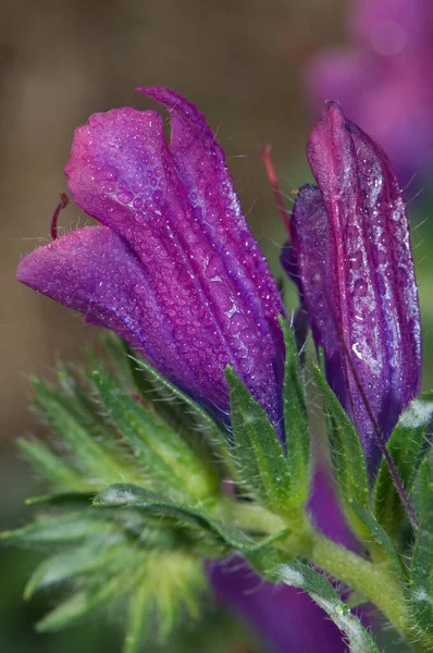 Kwiaty fioletowe żmije chrząszcz Echium plantagineum. — Zdjęcie stockowe