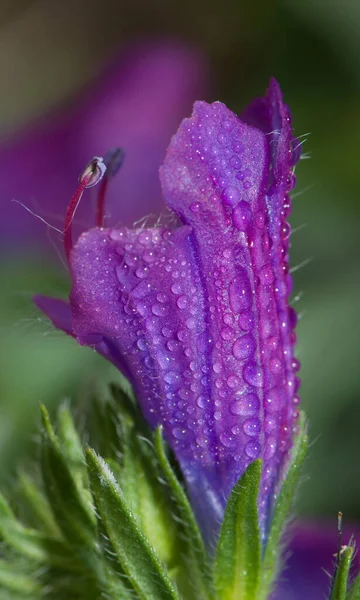 Flor de víboras moradas bugloss Echium plantagineum . — Foto de Stock