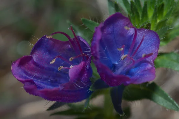 Bunga viper ungu bugloss Echium plantagineum. — Stok Foto