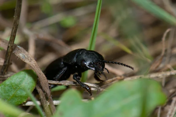 Escarabajo caballo-entrenador de los demonios Ocypus olens en la vegetación . — Foto de Stock
