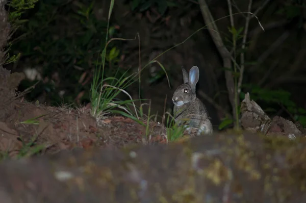 Europäisches Kaninchen bei Nacht in La Llania. — Stockfoto