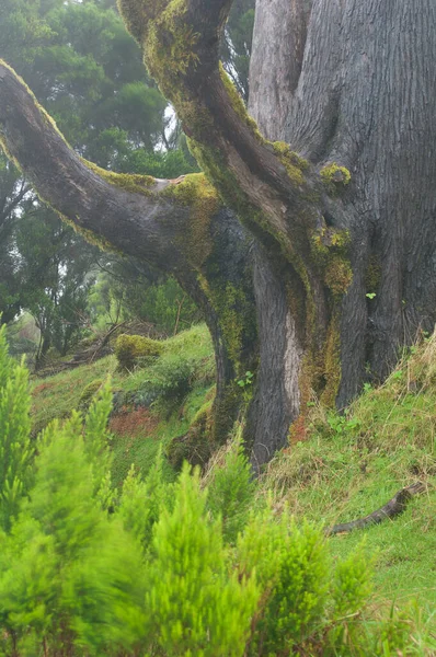 A Monterey cypress Cupressus macrocarpa törzsének és ágai. — Stock Fotó