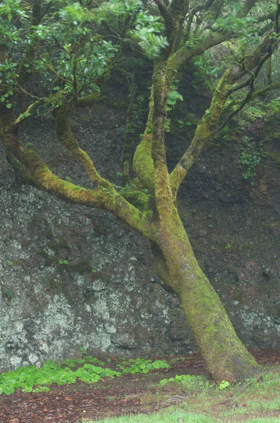 Firetree Myrica faya реплікуються з відомим Garoe Holy Tree. — стокове фото