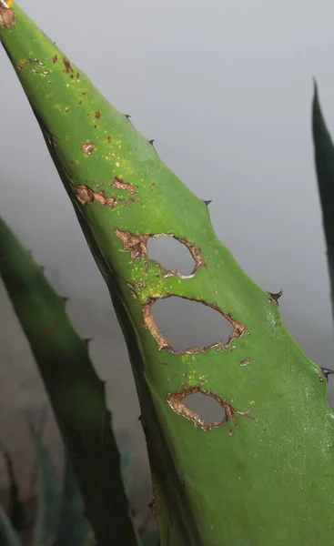 Agave Americano Agave americana hoja con agujeros . —  Fotos de Stock