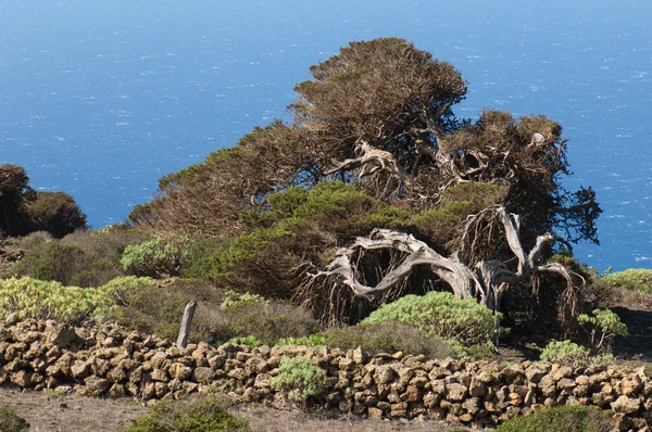 Wacholder Juniperus turbinata canariensis vom Wind verdreht. — Stockfoto