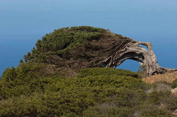 Wacholder Juniperus turbinata canariensis vom Wind verdreht. — Stockfoto