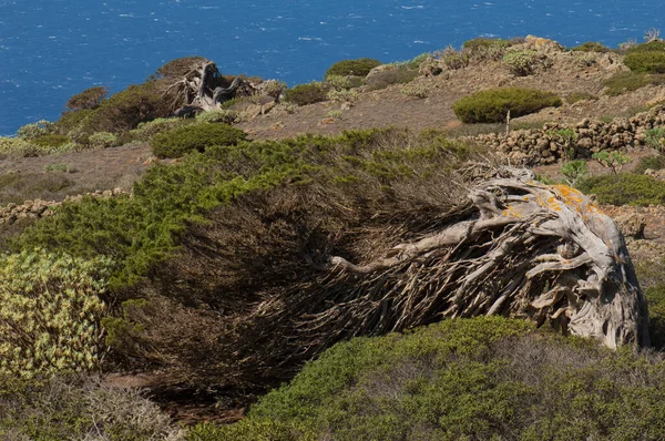 Ginepro Juniperus turbinata canariensis torto dal vento . — Foto Stock