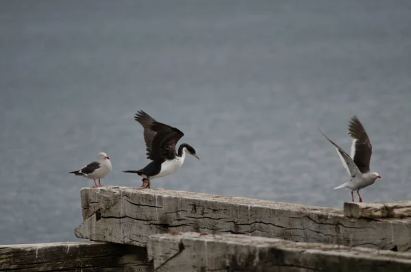 Salada imperial e gaivotas de golfinhos no cais de Loreto . — Fotografia de Stock