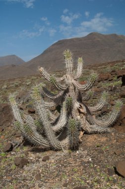 Çöl manzarasında Euphorbia handiensis bitkisi.