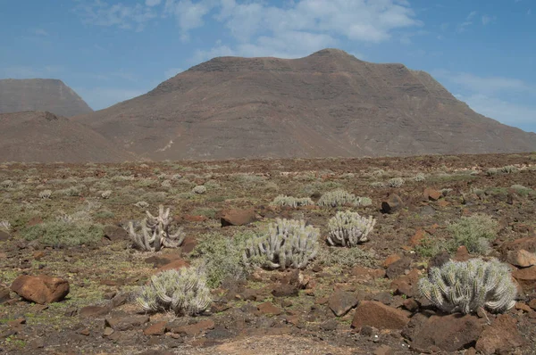 Sivatagi táj növényekkel Euphorbia handiensis a Jandia. — Stock Fotó