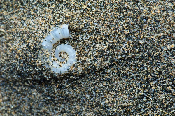 Innenschale der Spirula Spirula Spirula auf dem Sand. — Stockfoto