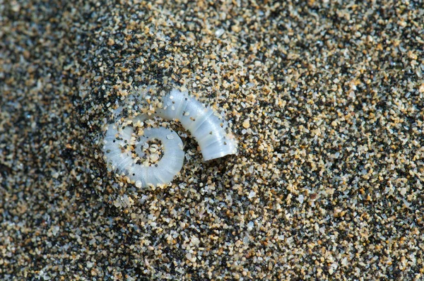 沙地上螺旋藻螺旋藻的内壳. — 图库照片