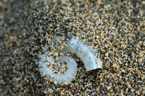 Invólucro interno da espirula espirula espirula na areia . — Fotografia de Stock