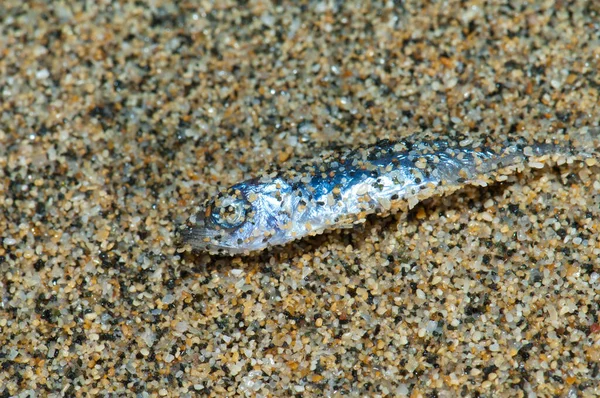 Dead Atlantic horse mackerel wash up on shore. — Stok Foto