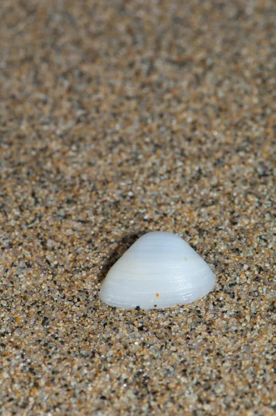 Shell of bivalve wash up on shore. — Stock fotografie